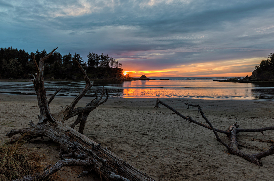 Sunset Bay Driftwood Photograph by Loree Johnson