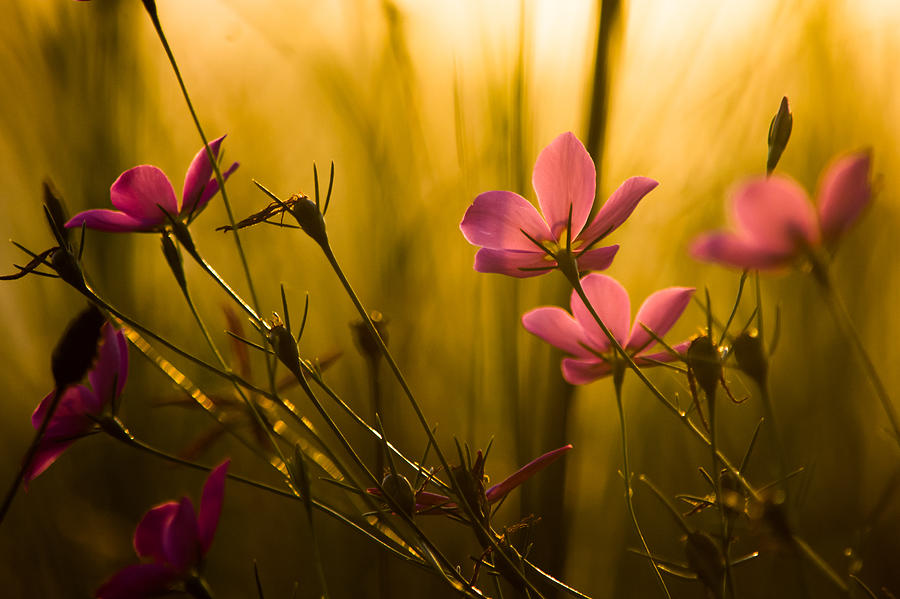 Flower Photograph - Sunset Beauties by Parker Cunningham