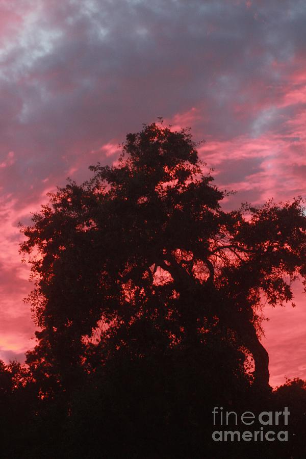 Sunset Photograph - Sunset Behind Old Oak Tree by Gail Salituri