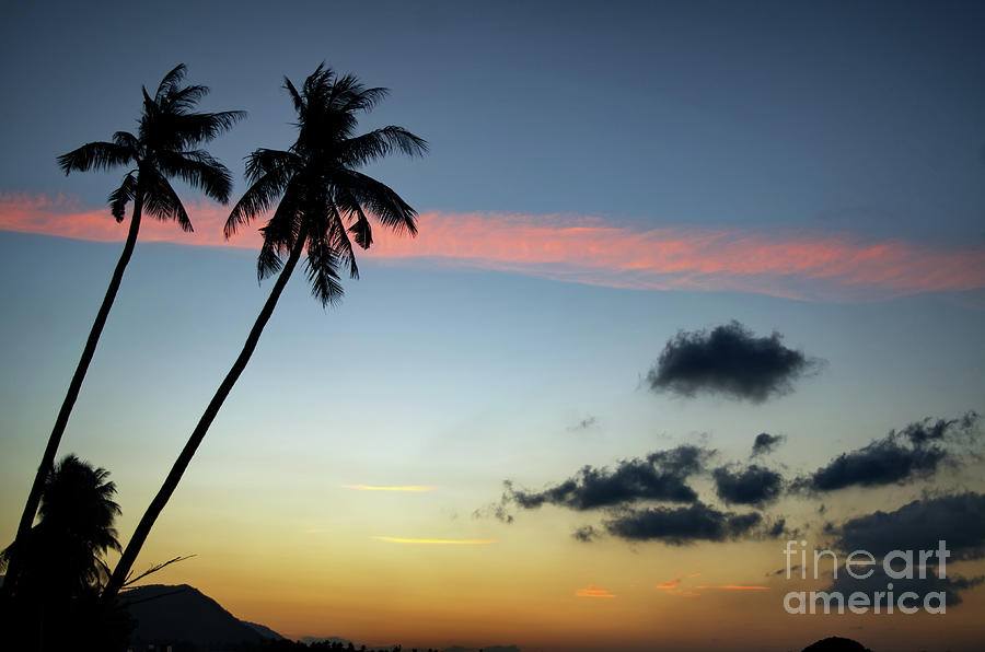 Sunset Behind Palms Photograph by Michelle Meenawong