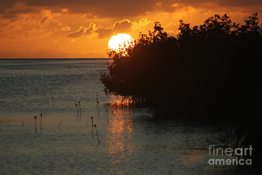 Sunset behind the Mangrove Photograph by Maxine Kamin