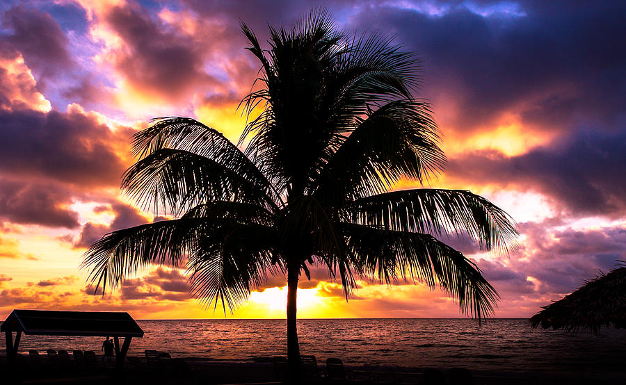 Sunset behind the palm Photograph by Mao Lopez - Fine Art America