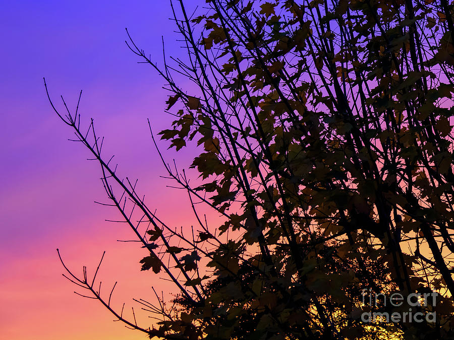 Sunset behind trees Photograph by Colin Rayner
