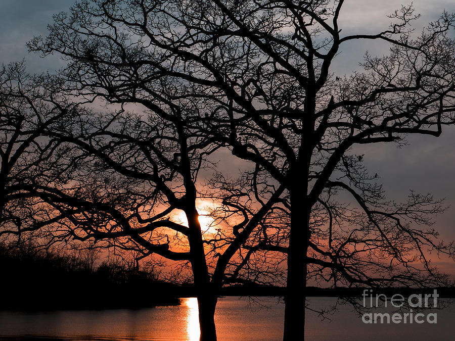 Sunset Photograph - Sunset Behins the Trees by Old Guy Photos