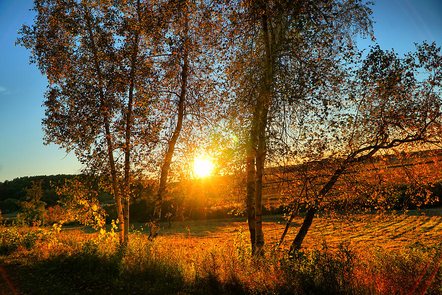 Sunset between two birches Photograph by Lilia S