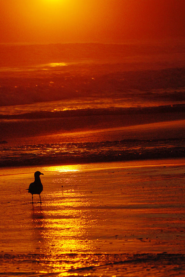 Sunset Bird 2 Photograph by Jill Reger