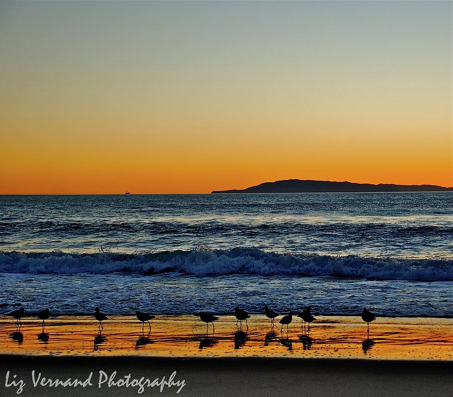 Sunset Bird Reflections Photograph