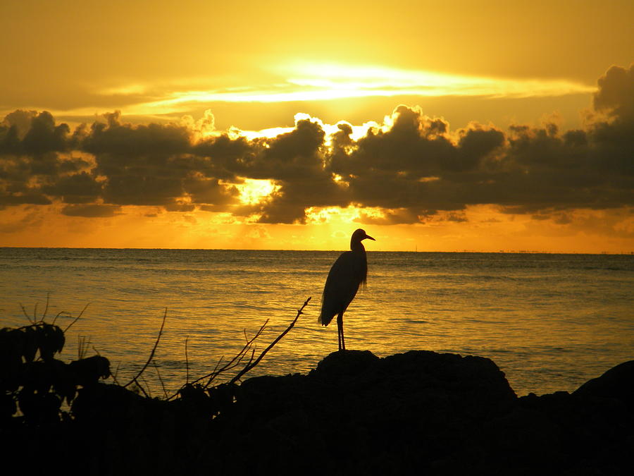 Sunset Bird Photograph by Sean Allen