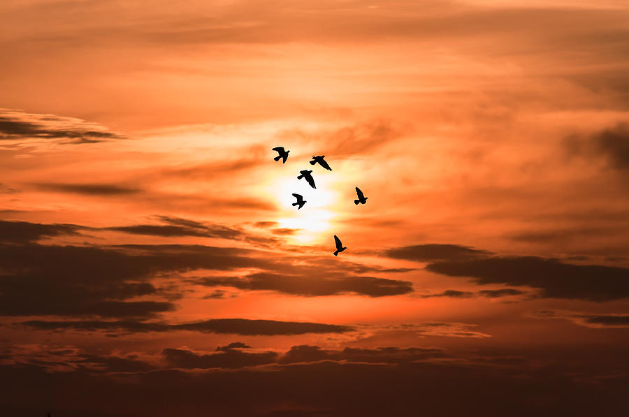 Sunset Birds Photograph