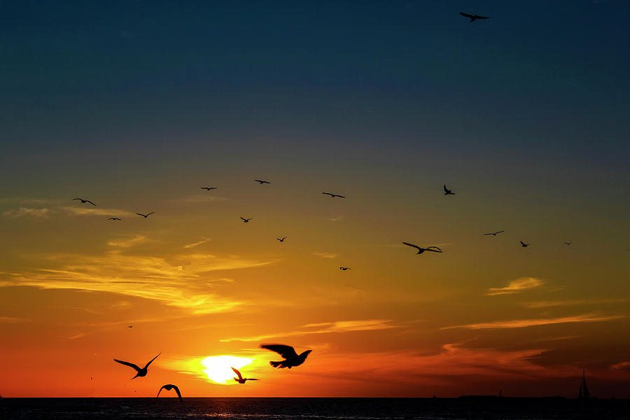 Sunset Birds Photograph by Robert Wilder Jr