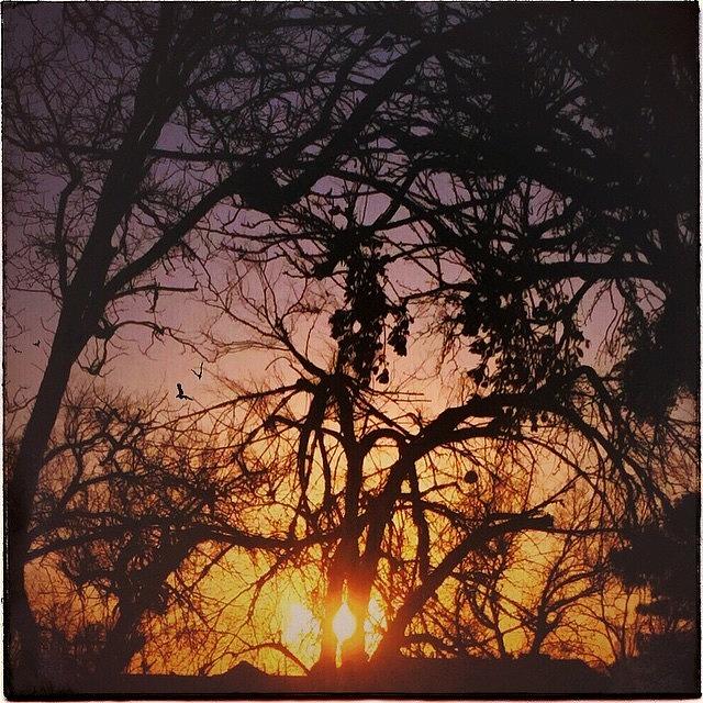 Sunset Photograph - #sunset #birds #trees #iphoneography by Judy Green