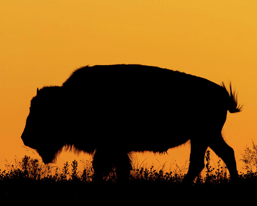 Sunset Bison 2 Photograph by Rob Graham