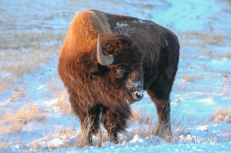Buffalo Photograph - Sunset Bison by Joan Wallner
