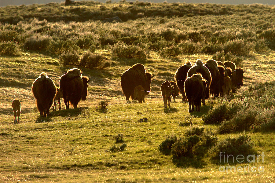 Yellowstone National Park Photograph - Sunset Bison Stroll by Adam Jewell