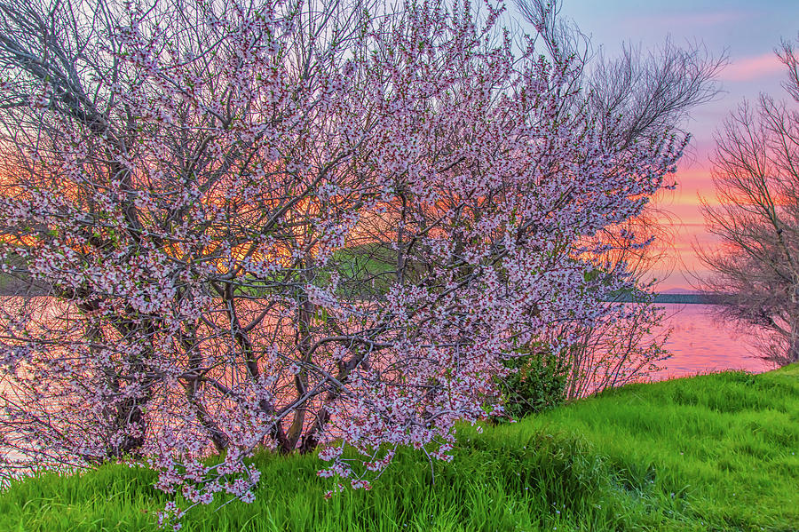 Sunset Blossoms Photograph by Marc Crumpler