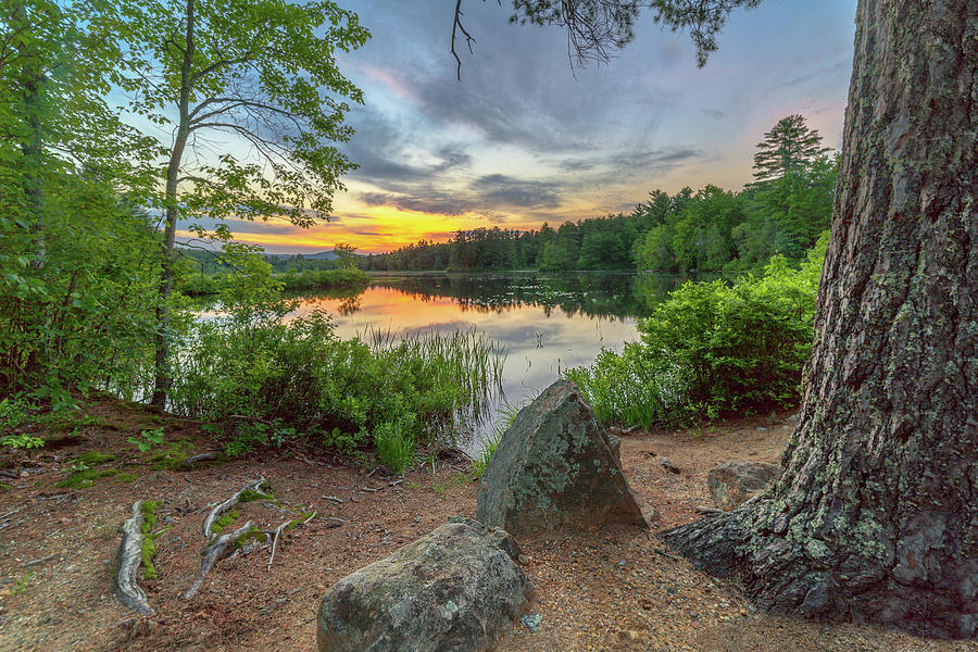 Sunset by the Great White Pine Photograph by Mike Mcquade