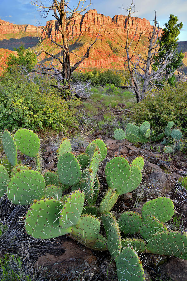 Sunset Canyon Cacti Photograph by Ray Mathis