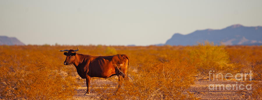John Wayne Photograph - Sunset Cattle Call by Van Schipper