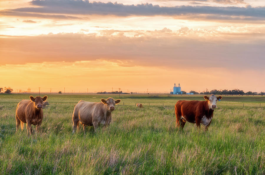 Sunset Cattle Photograph by Russell Pugh