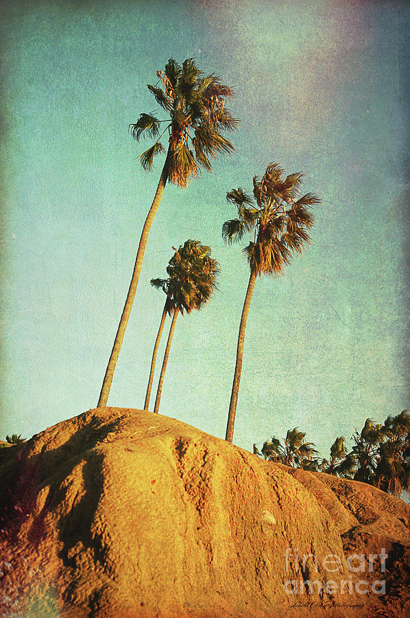Sunset Cliffs Palms Photograph by Linda Olsen