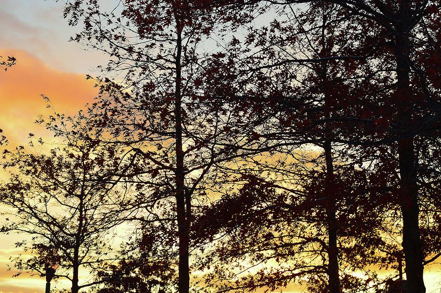 Sunset Clouds Through The Trees  Digital Art by Lyle Crump