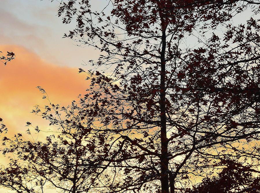 Sunset Clouds Through The Trees Two  Digital Art by Lyle Crump