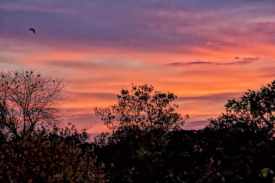 Sunset Clouds Trees and Birds Photograph by Robert Ullmann