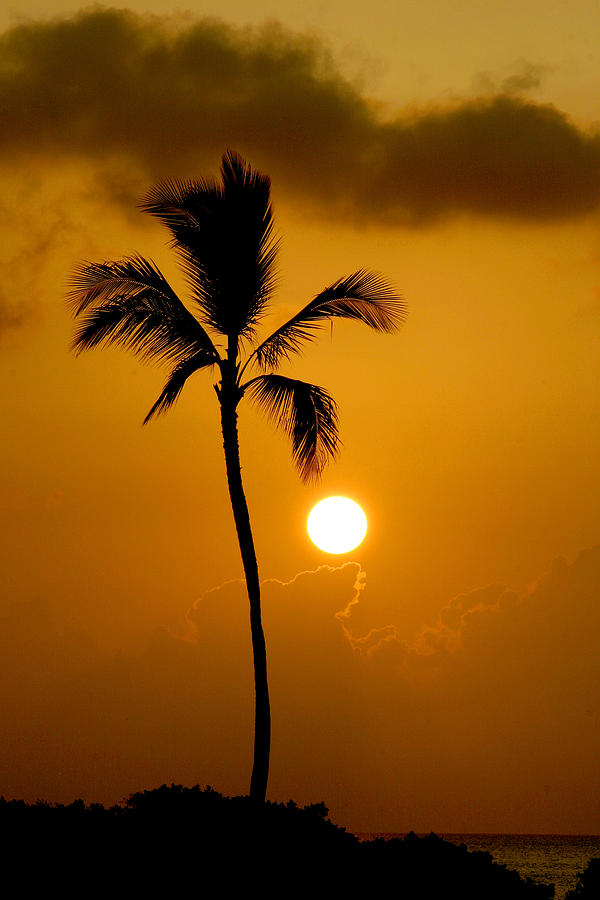 Sunset coconut palm Maui Hawaii Photograph by Pierre Leclerc Photography