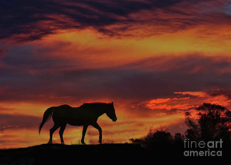 Sunset Colors with Arabian Silhouette Photograph by Stephanie Laird