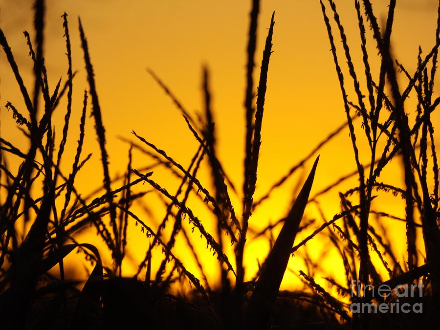 Sunset Corn 2 Photograph by Erick Schmidt