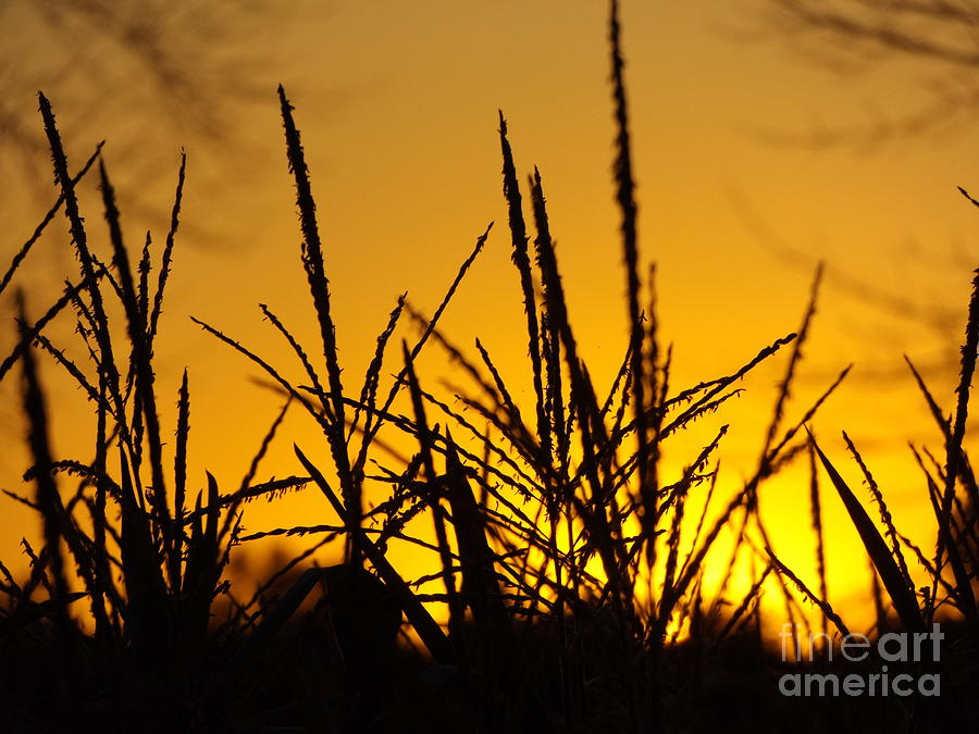 Sunset Corn Photograph by Erick Schmidt