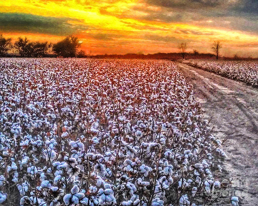 Sunset CottonFields Painting by P Three Artworks