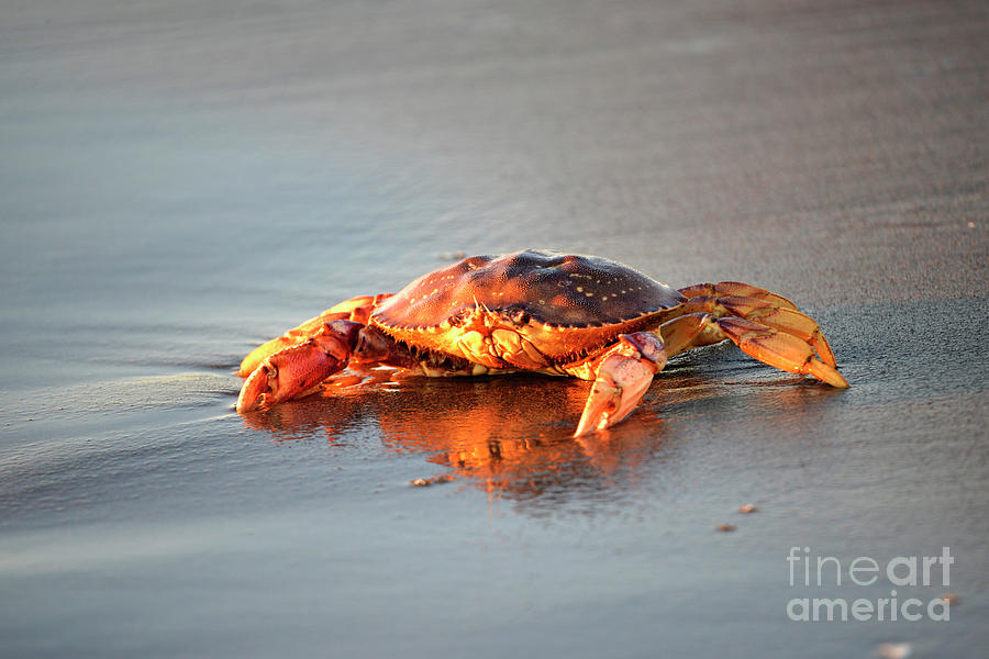 Sunset Crab Photograph by Denise Bruchman