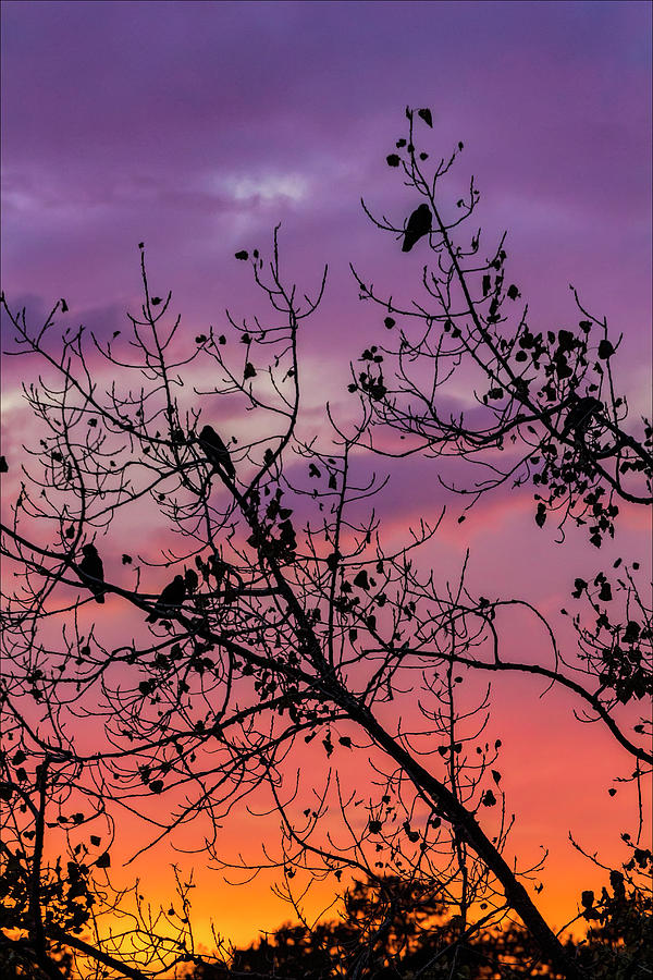 Sunset Crows Trees and Sky Photograph by Robert Ullmann