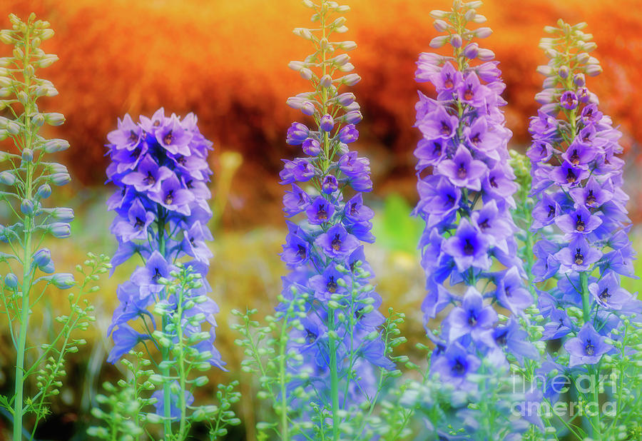 Sunset Delphiniums Photograph by Heather Hubbard