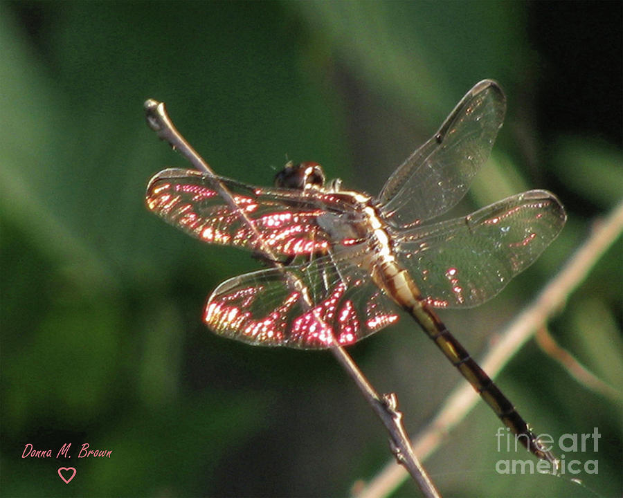 Sunset Dragonfly Photograph by Donna Brown