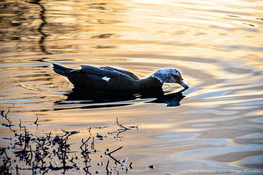 Sunset Duck Photograph by Teresa Blanton