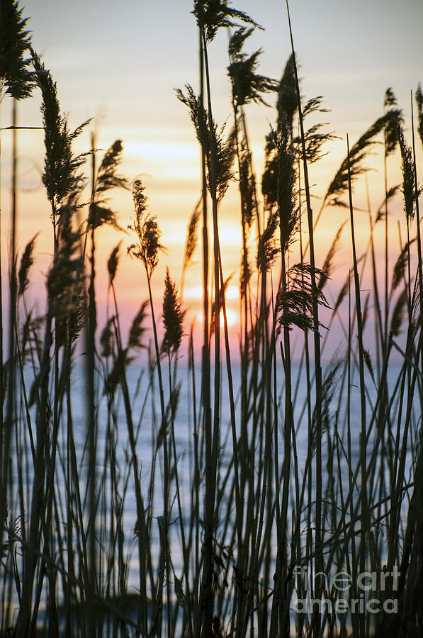 Sunset Dunegrass Photograph by Debra Fedchin