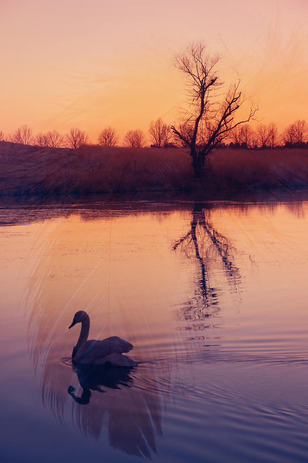 Swan Photograph - Sunset Duo by Iryna Goodall