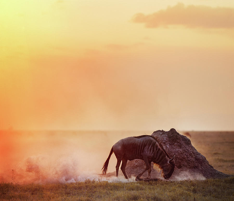 Sunset Photograph - Sunset, Dust and Wildebeest by Vicki Jauron