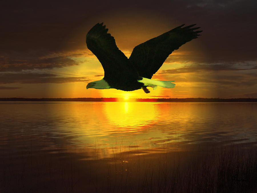 Sunset Eagle Photograph by Andrea Lawrence