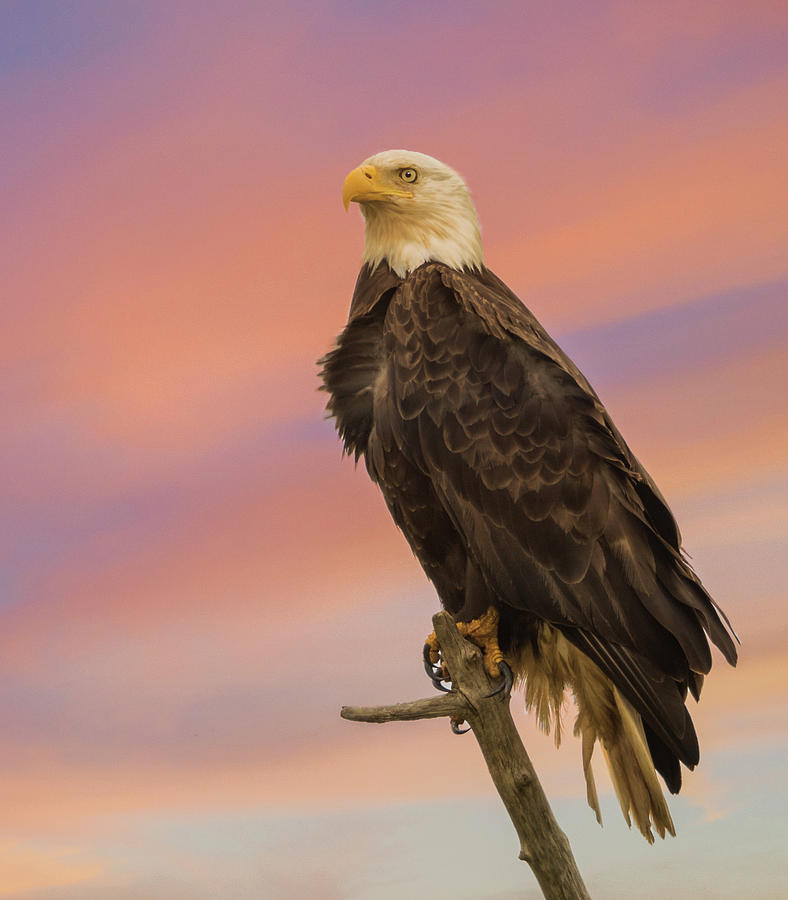 Sunset Eagle Photograph by Angie Vogel