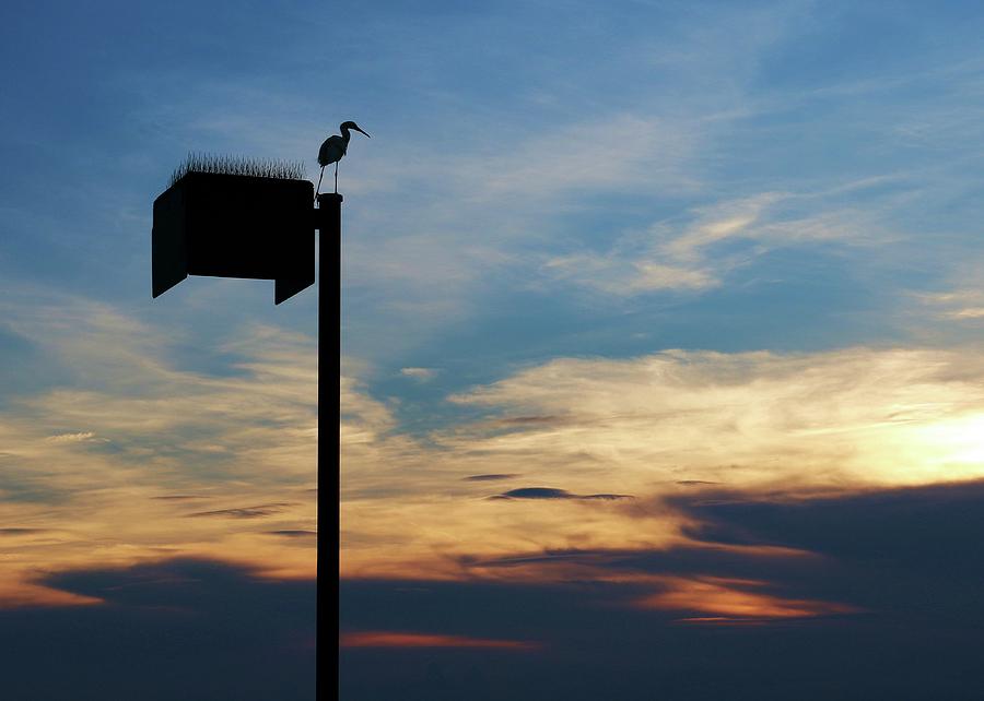 Sunset Egret Card Photograph by Robert Wilder Jr