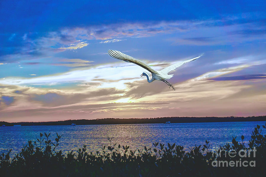 Sunset Egret Photograph by Judy Kay