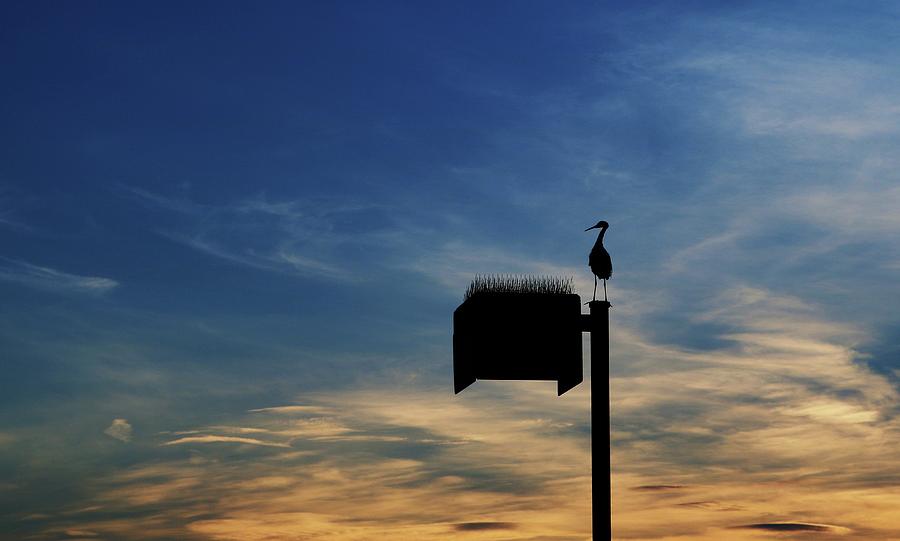 Sunset Egret   Photograph by Robert Wilder Jr