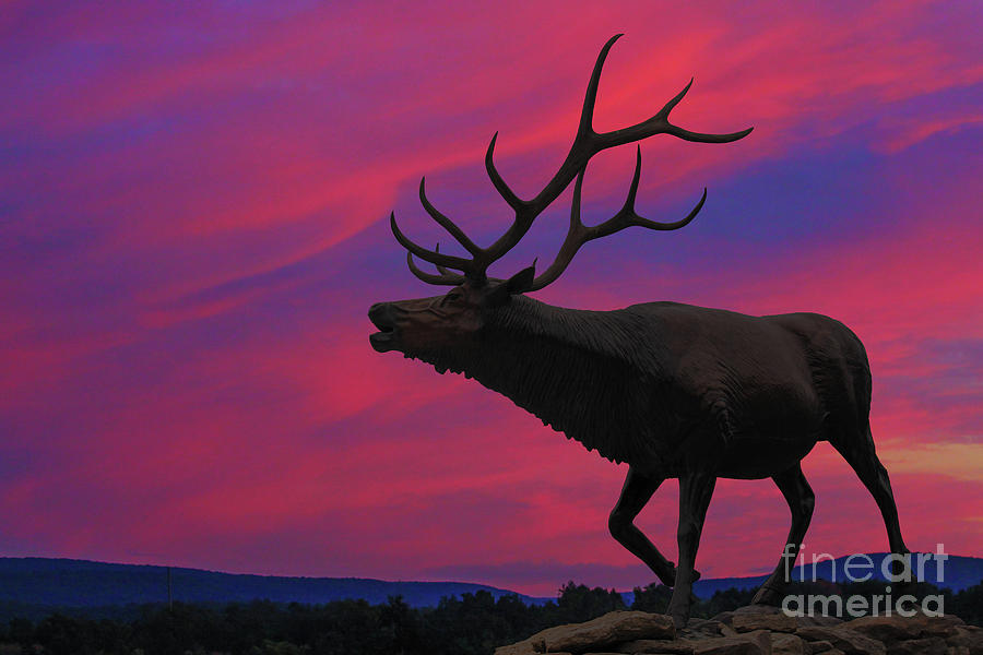 Sunset Elk Digital Art by Randy Steele