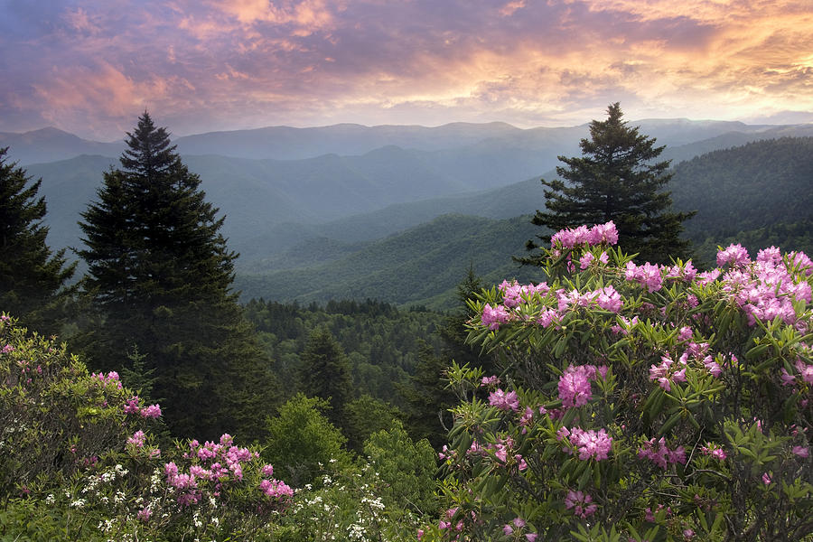 Blue Ridge Parkway Rhododendrons - Sunset Fantasy Photograph by Susan ...