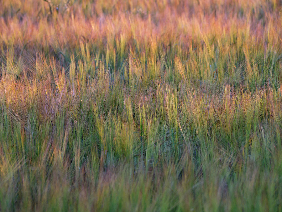 Sunset Field Photograph by Jerry Daniel