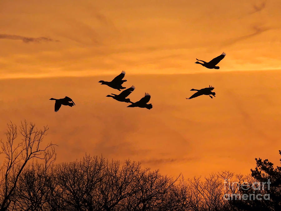 Sunset Flight Photograph by Beth Myer Photography