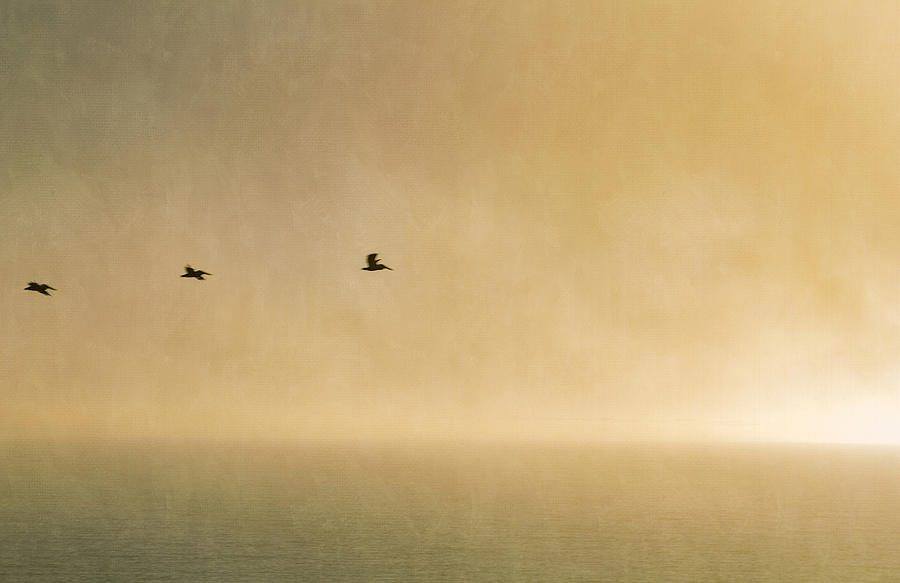 Sunset Flight Photograph by Bonnie Follett